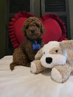 Knox , a male Poodle - Miniature  for sale in Bristol, TN – Photo 2 of 10