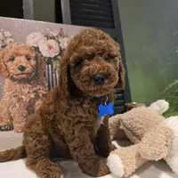 Knox , a male Poodle - Miniature  and Miniature Goldendoodle for sale in Bristol, TN – Photo 2 of 10