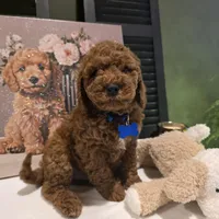 Knox , a male Poodle - Miniature  and Miniature Goldendoodle for sale in Bristol, TN – Photo 1 of 10