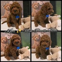 Knox , a male Poodle - Miniature  and Miniature Goldendoodle for sale in Bristol, TN – Photo 10 of 10