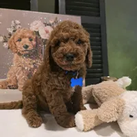 Knox , a male Poodle - Miniature  and Miniature Goldendoodle for sale in Bristol, TN – Photo 8 of 10