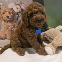 Knox , a male Poodle - Miniature  and Miniature Goldendoodle for sale in Bristol, TN – Photo 7 of 10