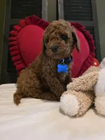 Knox , a male Poodle - Miniature  for sale in Bristol, TN – Photo 5 of 10