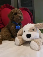 Knox , a male Poodle - Miniature  for sale in Bristol, TN – Photo 6 of 10