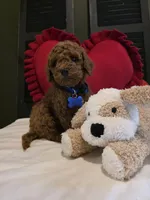 Knox , a male Poodle - Miniature  for sale in Bristol, TN – Photo 1 of 10