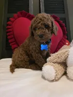 Knox , a male Poodle - Miniature  for sale in Bristol, TN – Photo 3 of 10