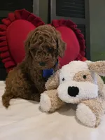 Knox , a male Poodle - Miniature  for sale in Bristol, TN – Photo 4 of 10