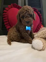 Knox , a male Poodle - Miniature  for sale in Bristol, TN – Photo 8 of 10