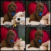 Knox , a male Poodle - Miniature  for sale in Bristol, TN – Photo 10 of 10