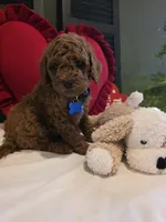 Knox , a male Poodle - Miniature  for sale in Bristol, TN – Photo 9 of 10