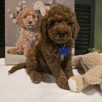 Knox , a male Poodle - Miniature  and Miniature Goldendoodle for sale in Bristol, TN – Photo 6 of 10