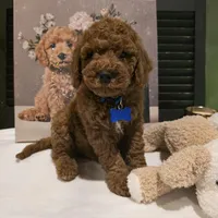 Knox , a male Poodle - Miniature  and Miniature Goldendoodle for sale in Bristol, TN – Photo 4 of 10