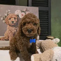Knox , a male Poodle - Miniature  and Miniature Goldendoodle for sale in Bristol, TN – Photo 9 of 10