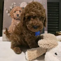 Knox , a male Poodle - Miniature  and Miniature Goldendoodle for sale in Bristol, TN – Photo 5 of 10