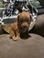 Red collar , a male Miniature Goldendoodle for sale in Bristol, TN – 7 of 10