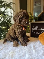 Charlie , a male Poodle - Miniature  for sale in Bristol, TN – 5 of 10