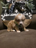 Green collar , a male Miniature Goldendoodle for sale in Bristol, TN – 2 of 10