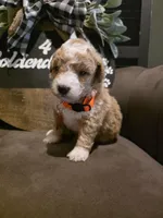 Orange collar , a male Miniature Goldendoodle for sale in Bristol, TN – 8 of 10