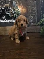 Red collar , a male Miniature Goldendoodle for sale in Bristol, TN – 3 of 10