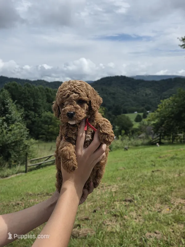 Cooper  – Miniature Goldendoodle puppy for sale in Bristol, TN