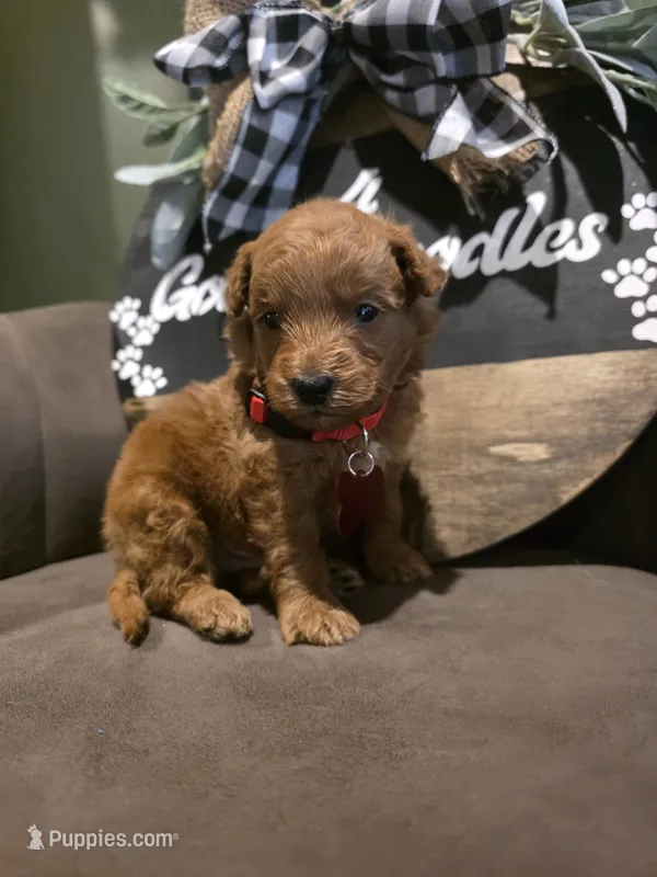Red collar  – Miniature Goldendoodle puppy for sale in Bristol, TN