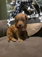 Red collar , a male Miniature Goldendoodle for sale in Bristol, TN – 1 of 10