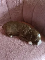 Belle 🐾 Mini , a female Miniature Goldendoodle for sale in Bristol, TN – 10 of 10