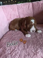 Belle 🐾 Mini , a female Miniature Goldendoodle for sale in Bristol, TN – 2 of 10