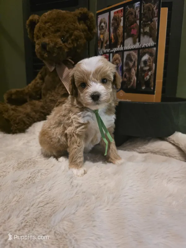 Green collar  – Miniature Goldendoodle puppy for sale in Bristol, TN