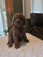 Bentley , a male Miniature Goldendoodle for sale in Bristol, TN – 3 of 10