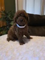 Joey , a male Miniature Goldendoodle for sale in Bristol, TN – 8 of 10