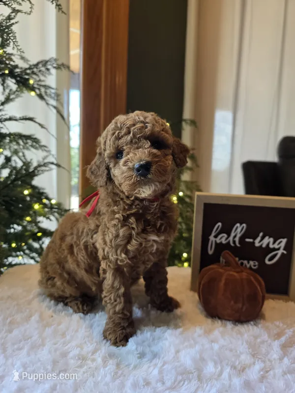 Cooper  – Miniature Goldendoodle puppy for sale in Bristol, TN