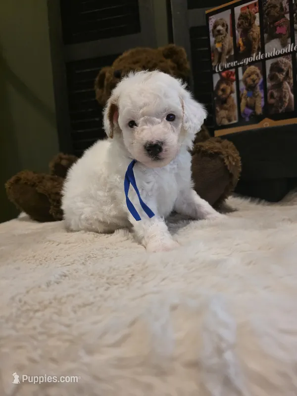 Blue collar  – Miniature Goldendoodle puppy for sale in Bristol, TN