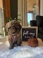Sadie , a male Miniature Goldendoodle for sale in Bristol, TN – 5 of 10