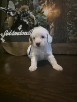 Blue collar micro mini , a male Miniature Goldendoodle for sale in Bristol, TN – 9 of 9