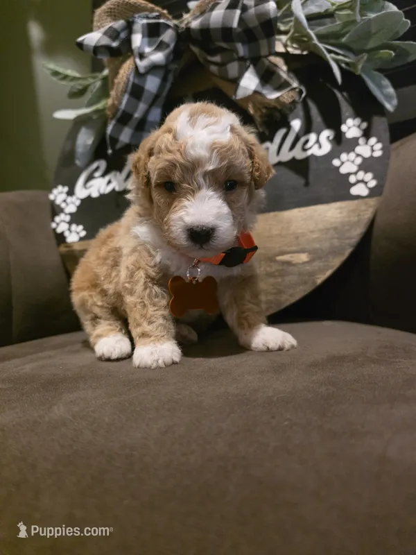 Orange collar  – Miniature Goldendoodle puppy for sale in Bristol, TN
