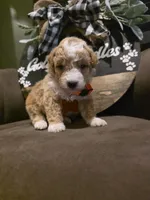 Orange collar , a male Miniature Goldendoodle for sale in Bristol, TN – 1 of 10