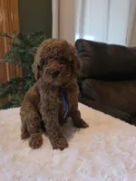 Bentley , a male Miniature Goldendoodle for sale in Bristol, TN – 5 of 10