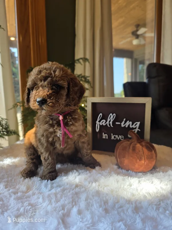 Sadie  – Miniature Goldendoodle puppy for sale in Bristol, TN
