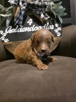White collar , a male Miniature Goldendoodle for sale in Bristol, TN – 9 of 10