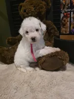 Pink girl , a female Miniature Goldendoodle for sale in Bristol, TN – 6 of 9