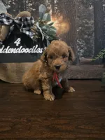 Red collar , a male Miniature Goldendoodle for sale in Bristol, TN – 6 of 10