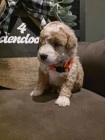 Orange collar , a male Miniature Goldendoodle for sale in Bristol, TN – 10 of 10