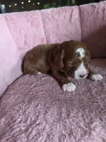 Belle 🐾 Mini , a female Miniature Goldendoodle for sale in Bristol, TN – 9 of 10