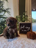 Buddy , a male Miniature Goldendoodle for sale in Bristol, TN – 10 of 10