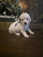 Blue collar micro mini , a male Miniature Goldendoodle for sale in Bristol, TN – 8 of 9