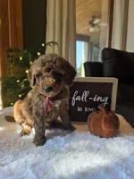 Sadie , a male Miniature Goldendoodle for sale in Bristol, TN – 7 of 10