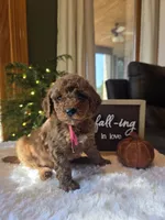 Sadie , a male Miniature Goldendoodle for sale in Bristol, TN – 8 of 10