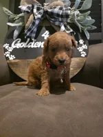 Red collar , a male Miniature Goldendoodle for sale in Bristol, TN – 3 of 10