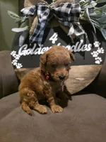 Red collar , a male Miniature Goldendoodle for sale in Bristol, TN – 9 of 10